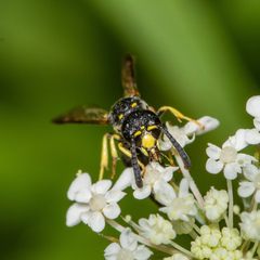 Symmorphus canadensis