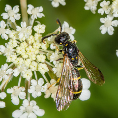 Symmorphus canadensis