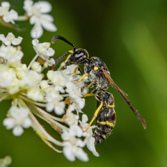 Symmorphus canadensis