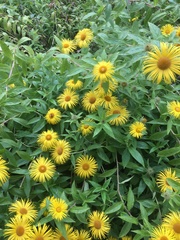 Inula hookeri