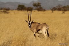 Oryx beisa
