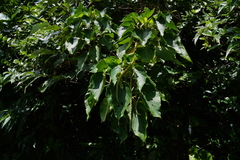 Acalypha grandibracteata