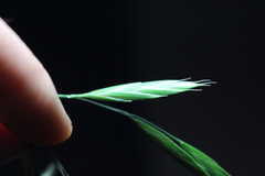 Bromus cebadilla