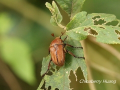 Cosmiomorpha similis