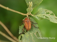 Cosmiomorpha similis