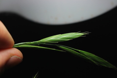 Bromus cebadilla