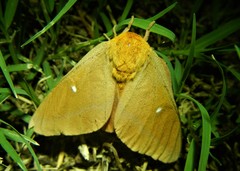 Anisota oslari