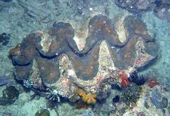 Tridacna gigas