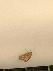 Pyronia tithonus