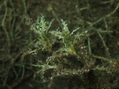Najas marina intermedia