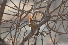 Funisciurus congicus