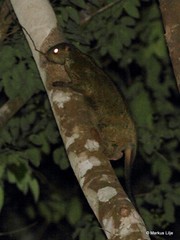 Anomalurus beecrofti