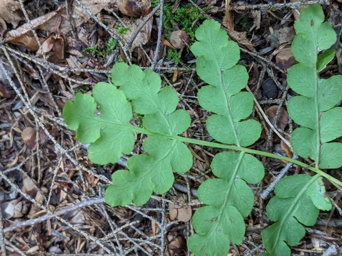 Image of Claytosmunda claytoniana by (c) Benoit Renaud, some rights reserved (CC BY)