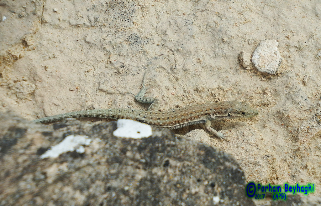 Persian Long-Tailed Desert Lizard