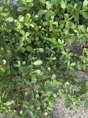 Portulaca oleracea