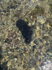 Fontinalis neomexicana