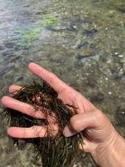 Fontinalis neomexicana