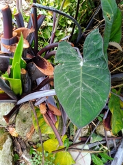 Xanthosoma violaceum