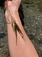 Fontinalis neomexicana