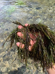 Fontinalis neomexicana