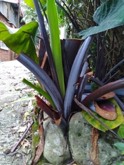 Xanthosoma violaceum