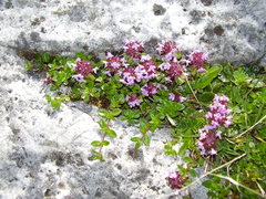 Thymus praecox polytrichus