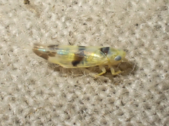 Empoa