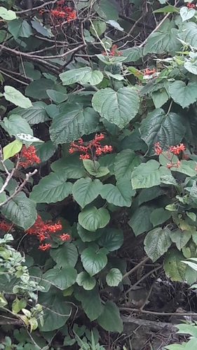 Clerodendrum buchananii observed 2017-07-06