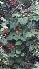 Clerodendrum speciosissimum