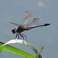 Pachydiplax longipennis