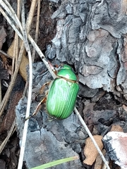 Chrysina lecontei