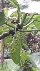 Dendrocnide latifolia