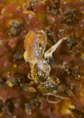 Lasioglossum