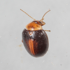 Scirtes orbiculatus