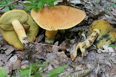 Neoboletus pseudosulphureus