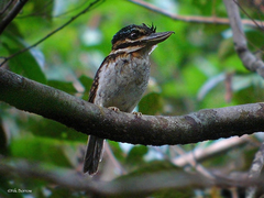 Melidora macrorrhina