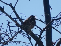 Passerella iliaca