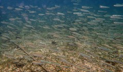 Atheriniformes