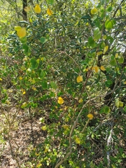 Cytisophyllum sessilifolium