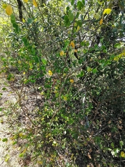 Cytisophyllum sessilifolium
