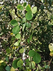 Cytisophyllum sessilifolium