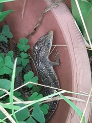 Gerrhonotus ophiurus