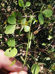 Cytisophyllum sessilifolium