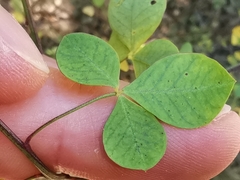 Cytisophyllum sessilifolium