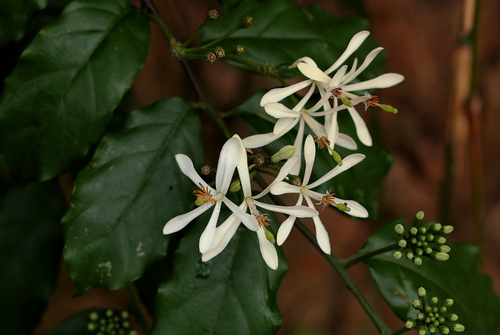 Turraea vogelii