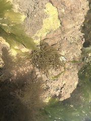 Anemonia viridis