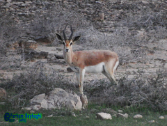 Gazella bennettii