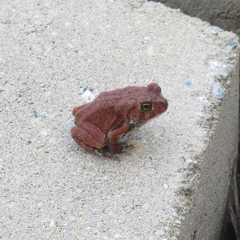 Anura