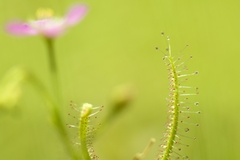 Drosera indica