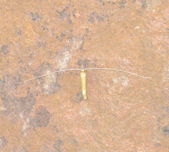 Nematopogoninae